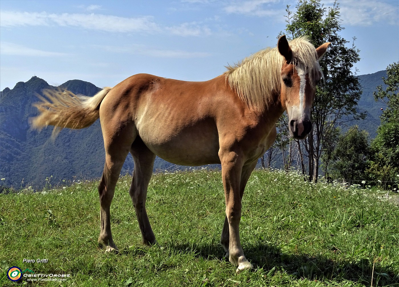 70 Splendido cavallo a Salvarizza, punto di partenza-arrivo della bella escursione.JPG -                                